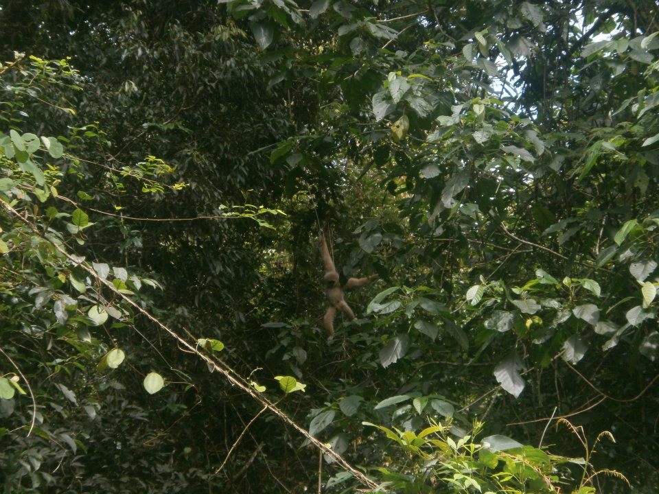 Gibon in Khao Yai National Park