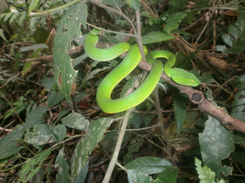 Khao Yai Park - Snake