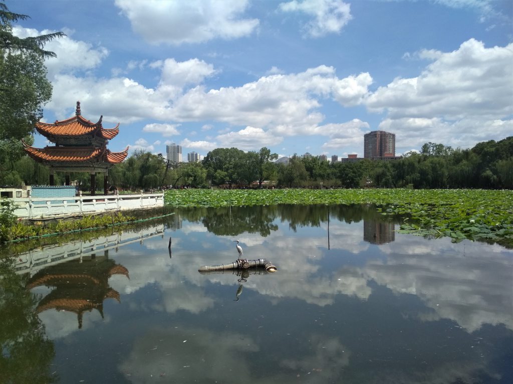 Kunming - Green Lake y las flores de loto