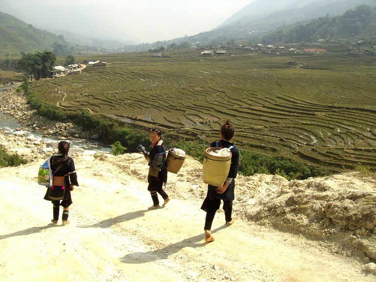 Vietnam - Arrozales de Sapa