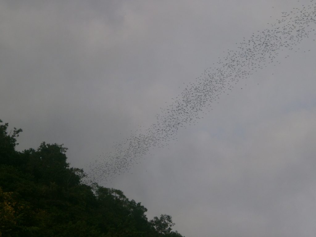 Parque Nacional Khao Yai - Murciélagos