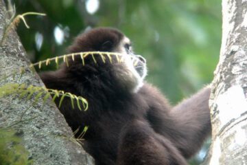 Thailand - Khao Yai National Park