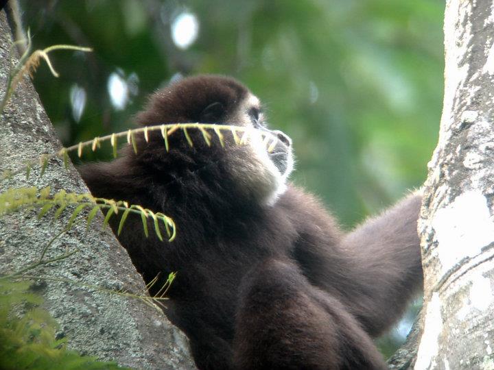 Tailandia - Parque Nacional Khao Yai - Gibón