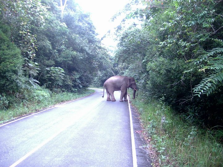 Thailand - Khao Yai National Park -Wild Elephant