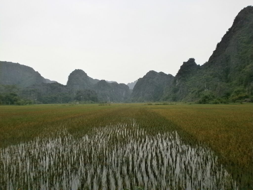 Ninh Binh - Rice fields