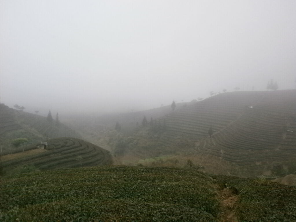 Yunnan - Puer Tea Fields