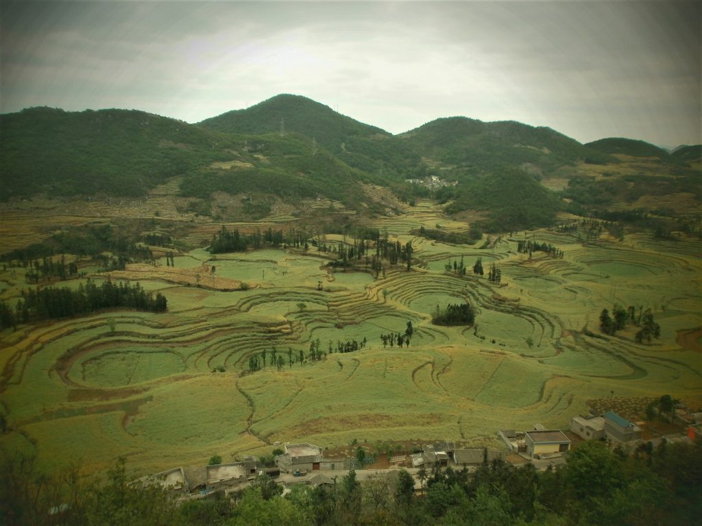 Viaje a Yunnan - Luoping - Campos de caracol