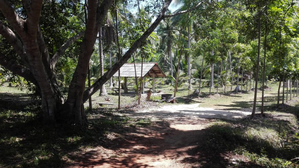 Vipassana Meditation - Surrounded by Nature at Wat Suan Mokkh