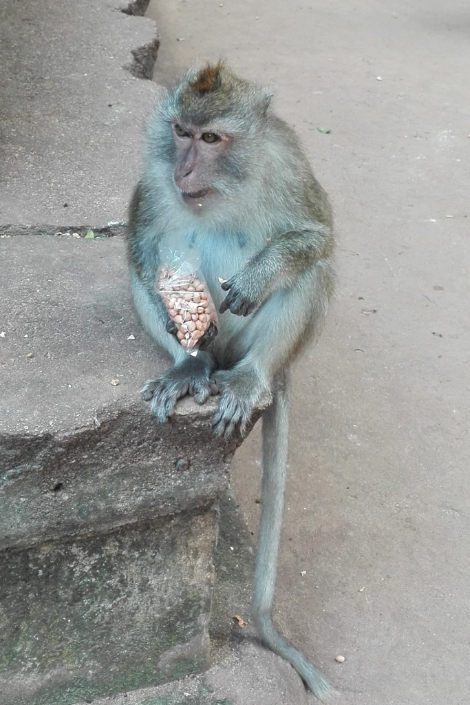 La isla de James Bond - Mono comiendo cacahuetes