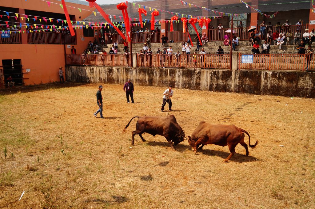 Yunnan - Monihei - Pelea de toros