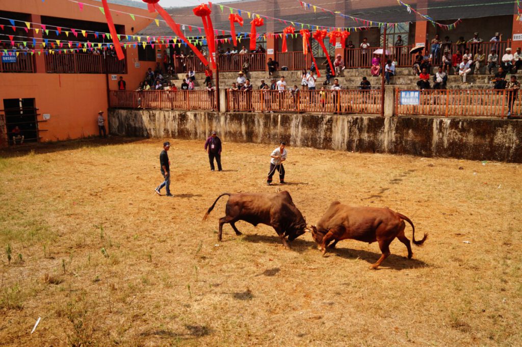 Yunnan - Monihei Bullfight