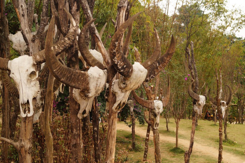 Yunnan - Wengding Village - Buffalo Heads