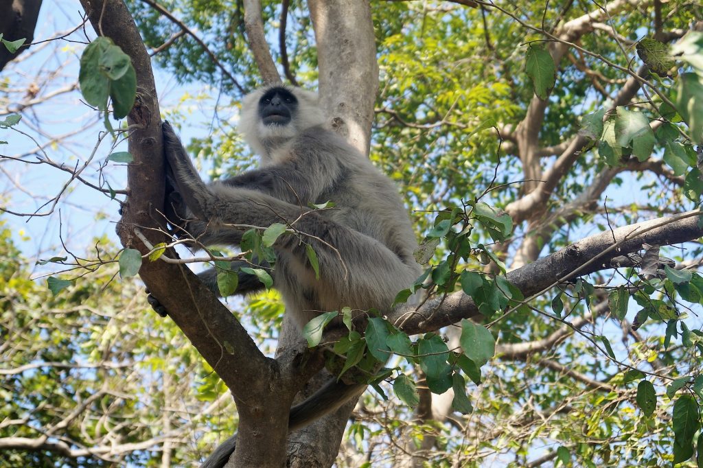 Langur, animales indios