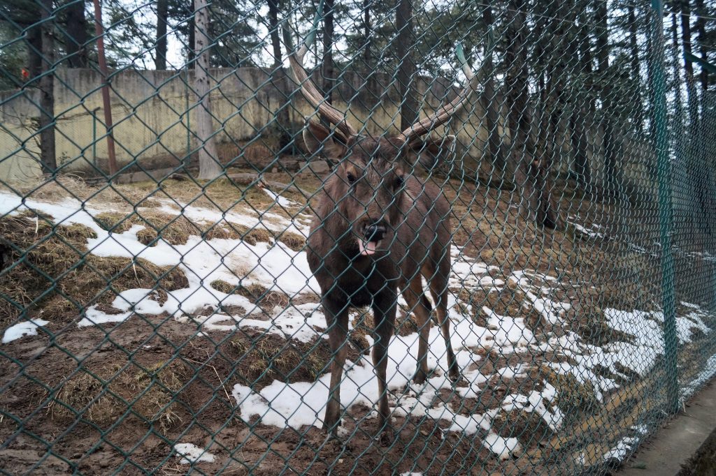 Parque Natural de Kufri - Zoo - Sambar