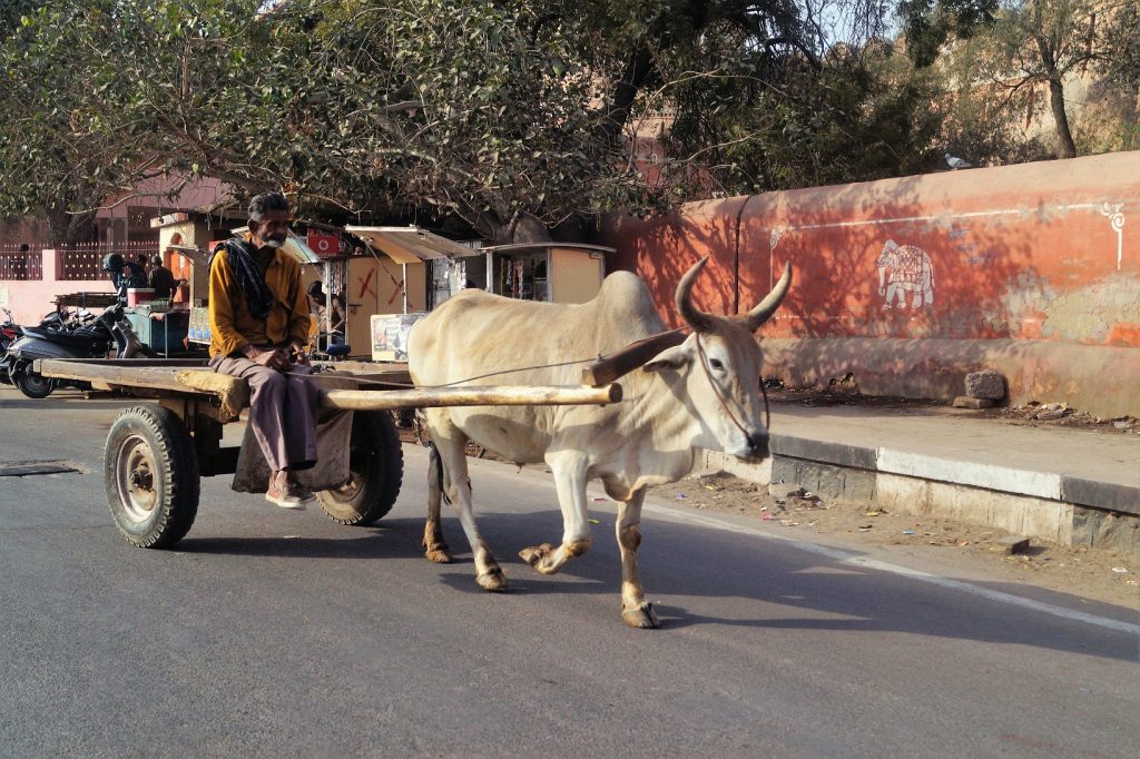 Zebu cow by Bikaner, India