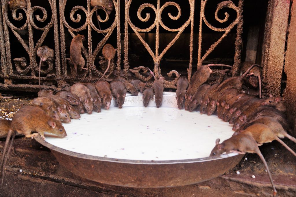 Ratas del Templo de las Ratas (Karni Mata), Bikaner 