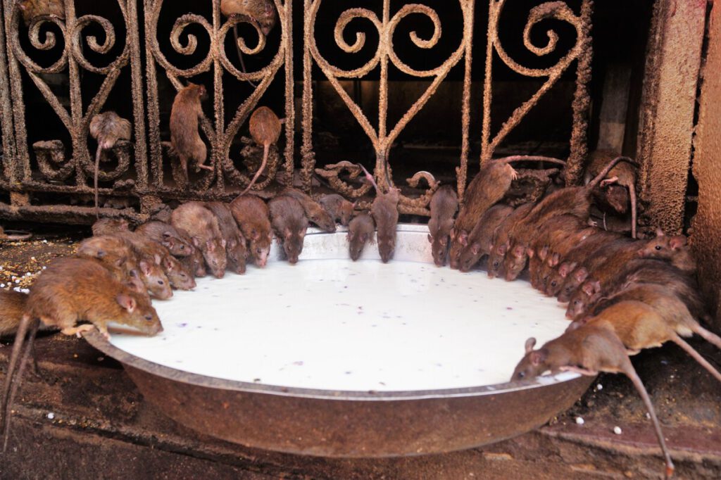 Rats of the Rat Temple (Karni Mata), Bikaner 