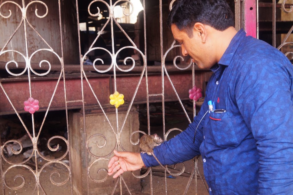 Indio jugando con una rata en el Templo de las ratas