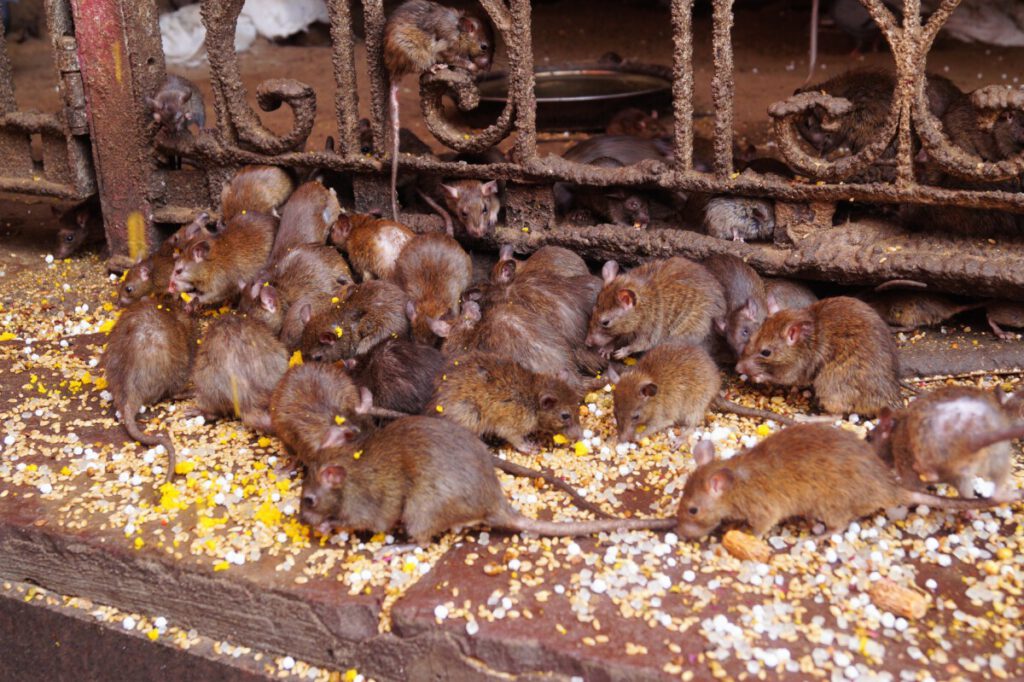 Rats eating at the Temple of the Rats, Bikaner