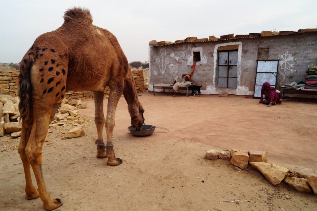 Jaisalmer - Safari Thar Desert -  Dromedary village