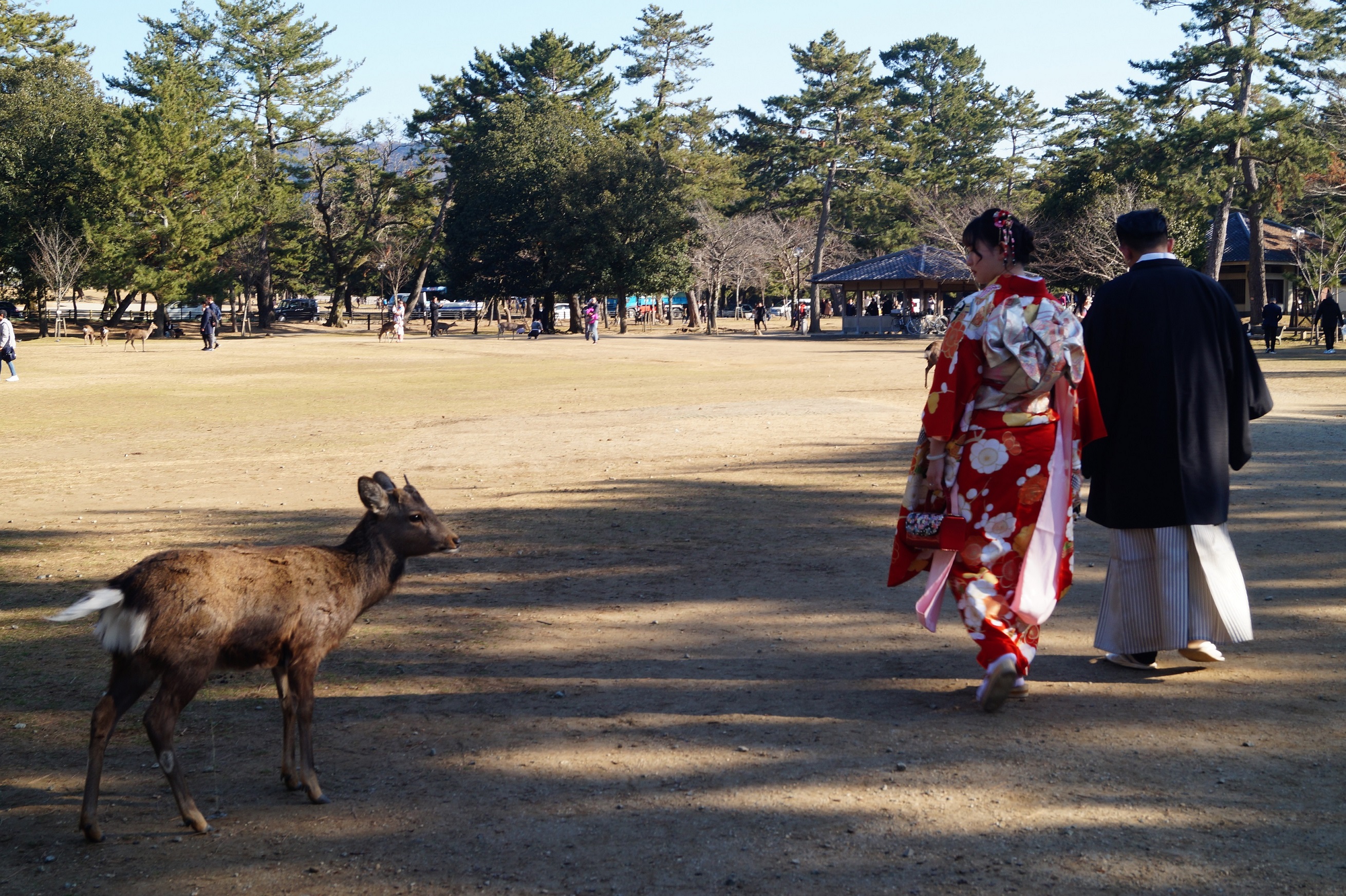 Nara - Parque de Nara - Vestidos tradicionales