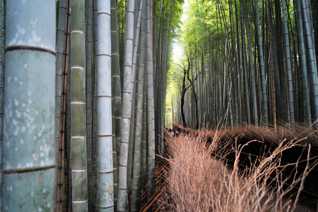 4 días en Kioto - Arashiyama - Camino Bosque de Bambú