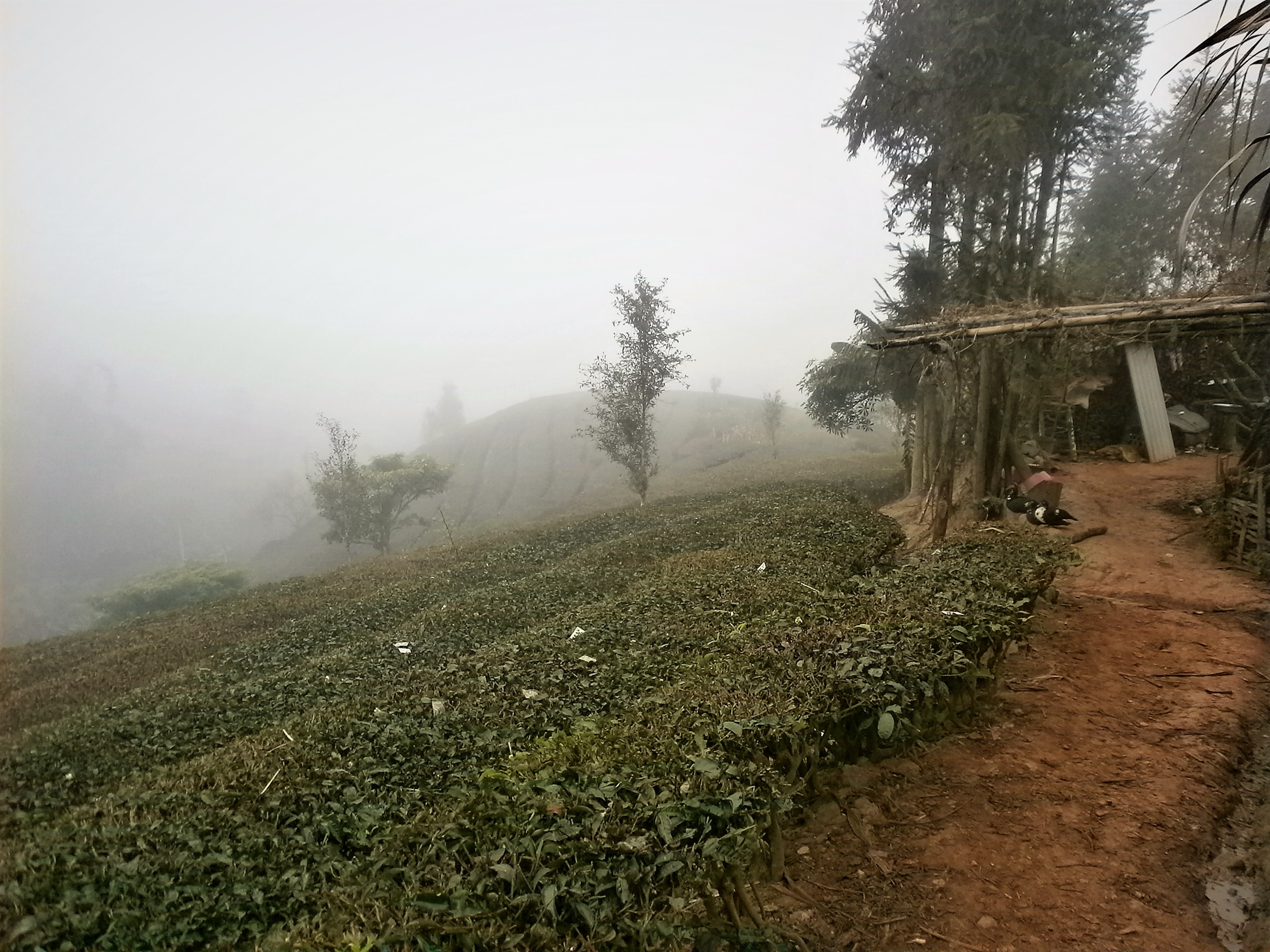 Viaje a Yunnan - Campos de Té de Puer