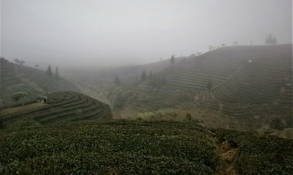 Ruta por Yunnan - Campos de Té de Puer