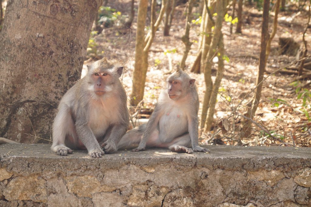 Sur de Bali - Monos