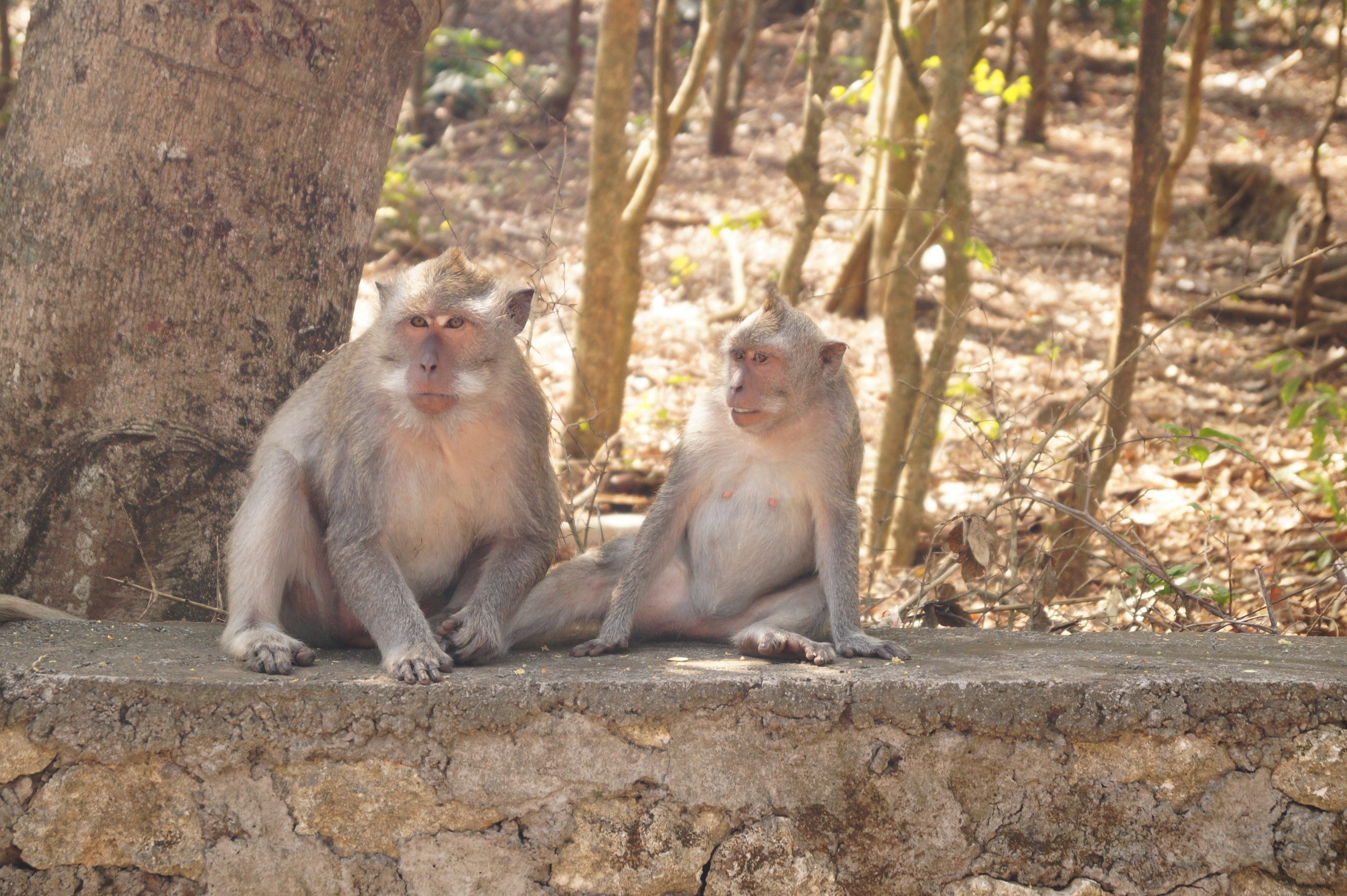 Indonesia - Monkeys in Uluwatu Temple