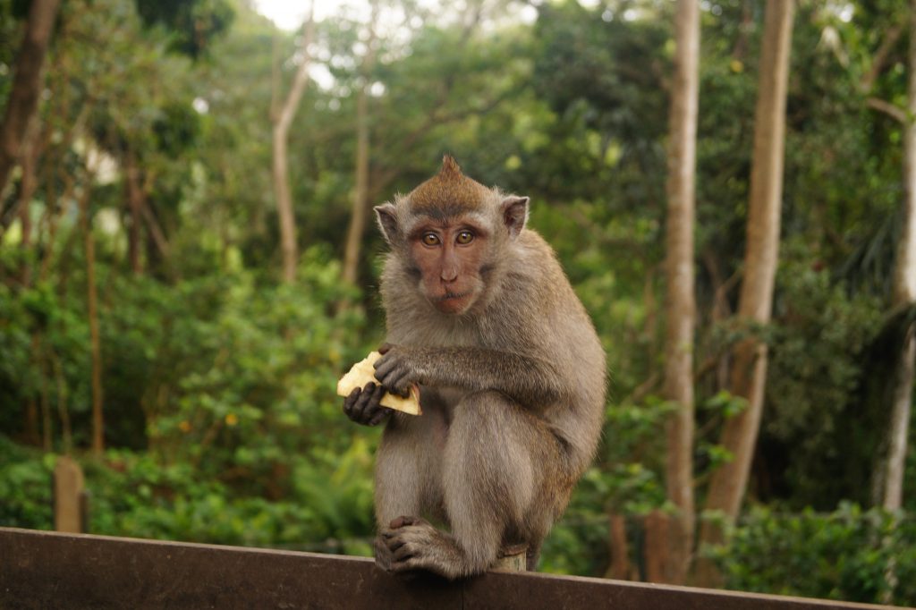 Mono en el Bosque de los Monos (Monkey Forest), Ubud