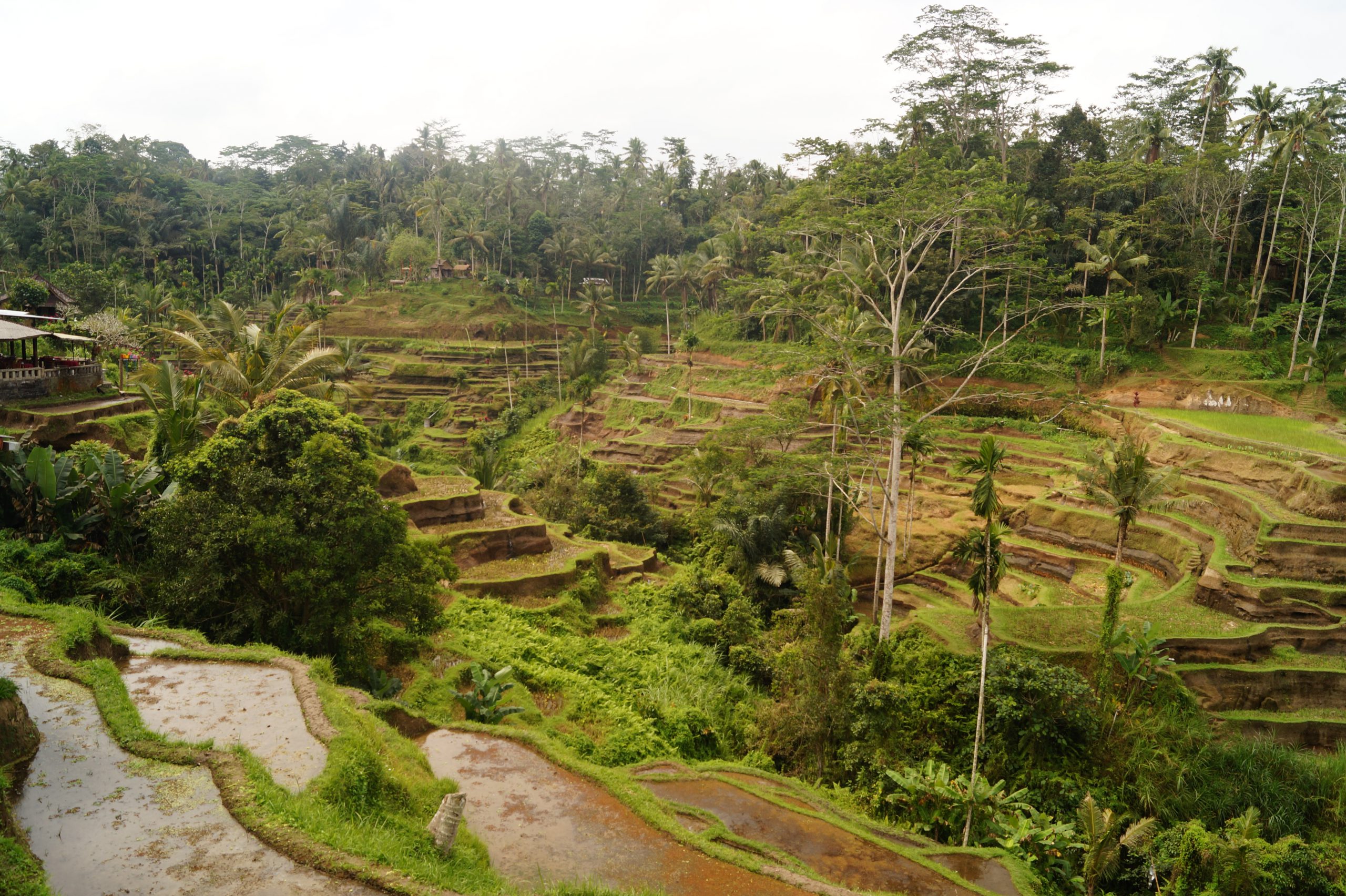 Rice fields of Tegalalang, Ubud, Bali