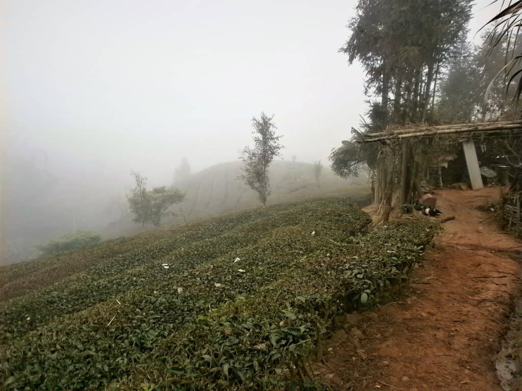 Puer tea fields, Yunnan, China