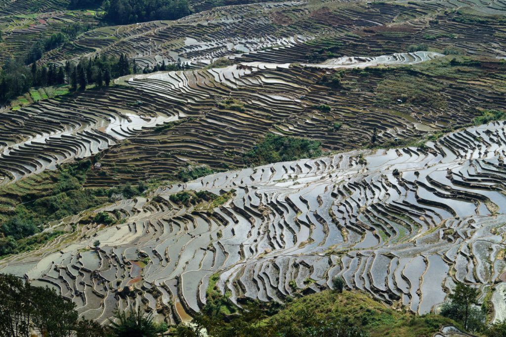 Terrazas de arroz de Yuanyang con agua, Yunnan