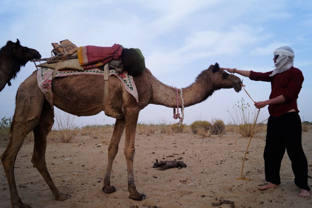 Beside a dromedary, Thar Desert Safari, Rajasthan, India