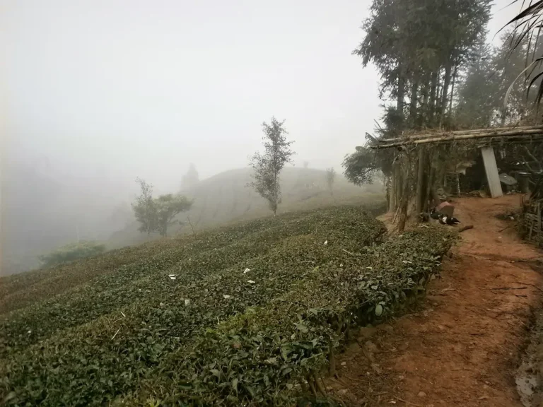 Campos de Té de Puer, Tea Fields, Yunnan