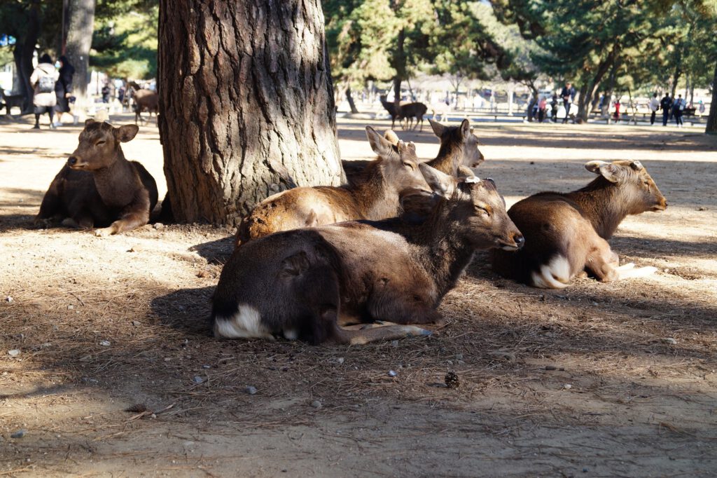 Deer Sitting near a three, Japan