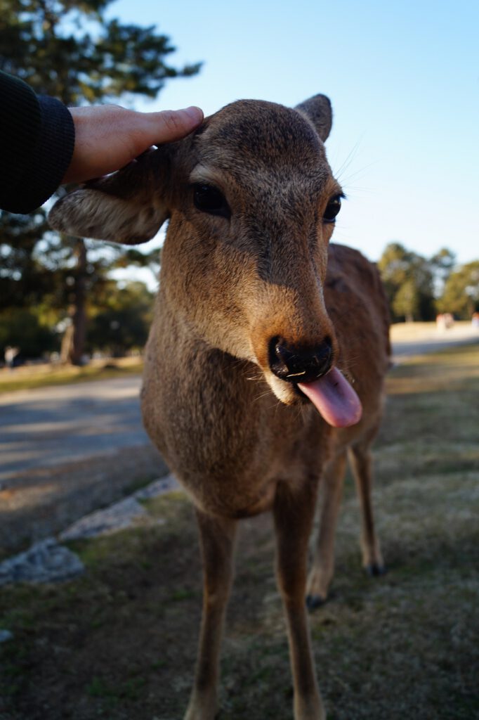 Friendly Deer, Nara Park