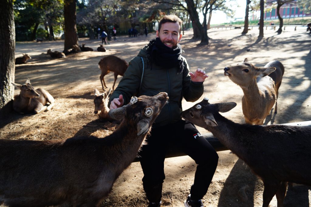 In the company of the sacred deer, Nara, Japan