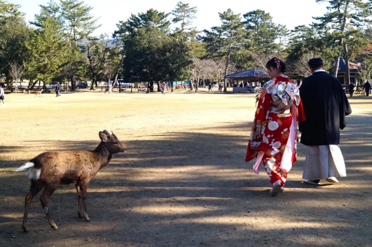 Parque de Nara (Nara Park) - Ciervo - Kimono