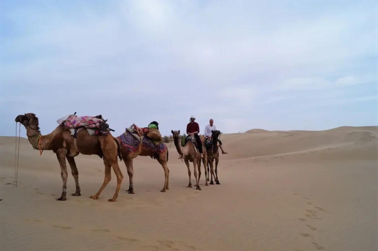 Qué hacer en Jaisalmer - Safari desierto Thar