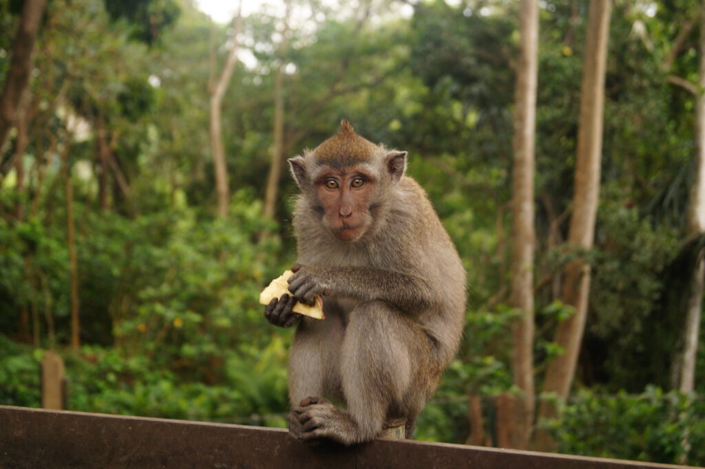 what to see in Ubud - Monkey Forest