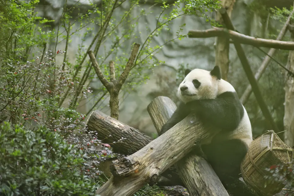 Qué ver en Sichuan: 18 lugares imprescindibles 2 Pandas gigantes de Chengdu, Sichuan